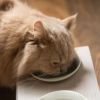 KARIMOKU CAT TABLE（カリモクキャット テーブル） / 食器台 / フードボウル / ウォーターボウル