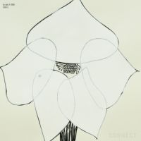 山口一郎 / Lサイズ / クリスマスローズ / iy-pic-l-206