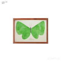 山口一郎 / Sサイズ / 蝶 / iy-pic-s-122